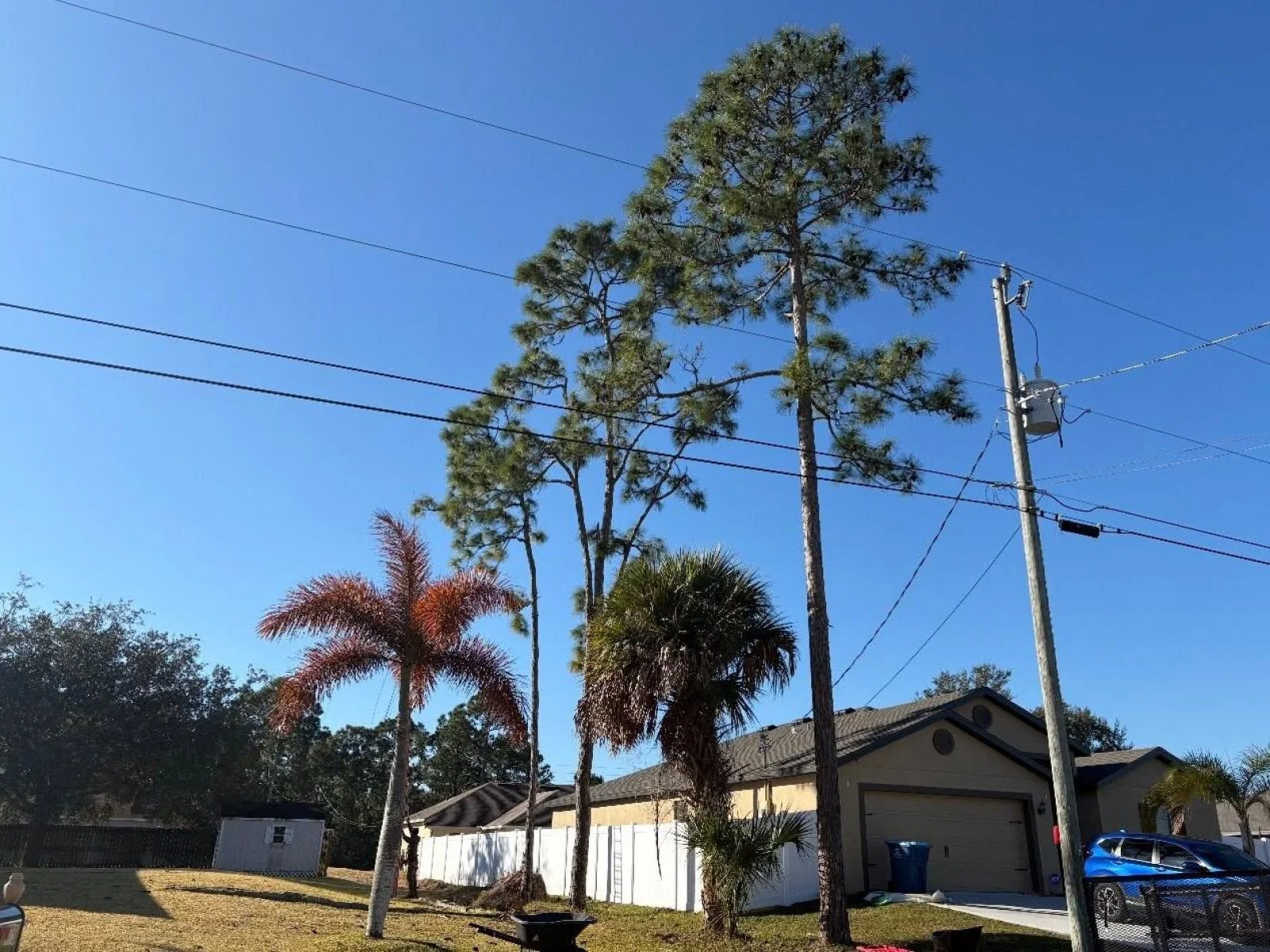 Three tall pines standing close to a house and the overhead power lines.