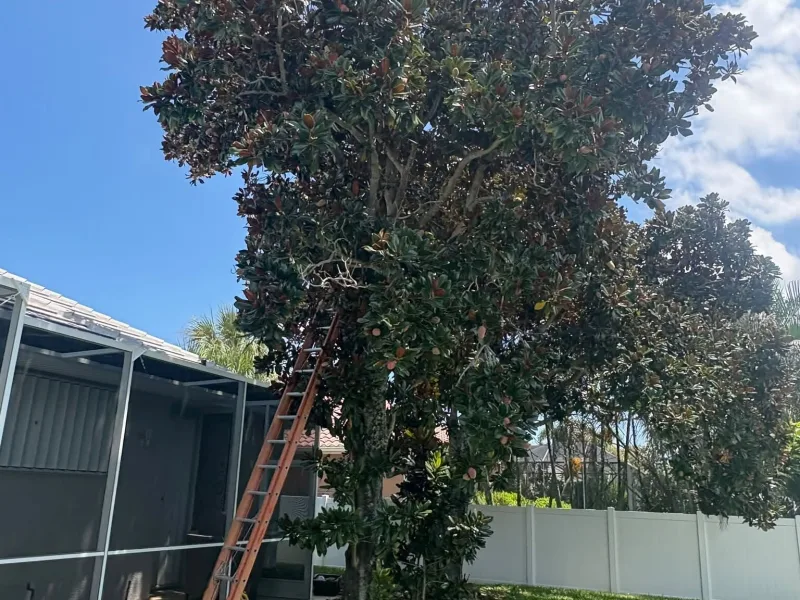 A large tree leaning over a screened pool enclosure, with an extension ladder set against it.