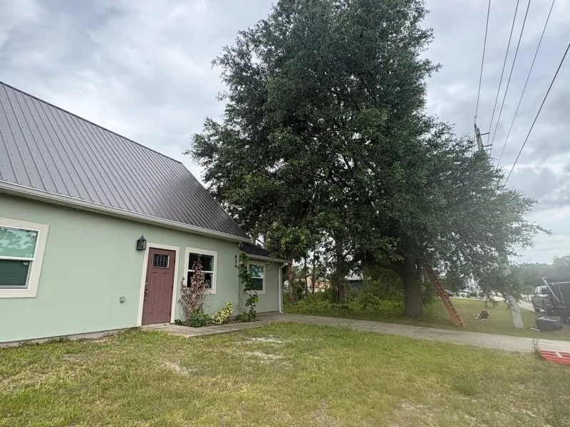 A large shade tree growing tight against the side of a house.
