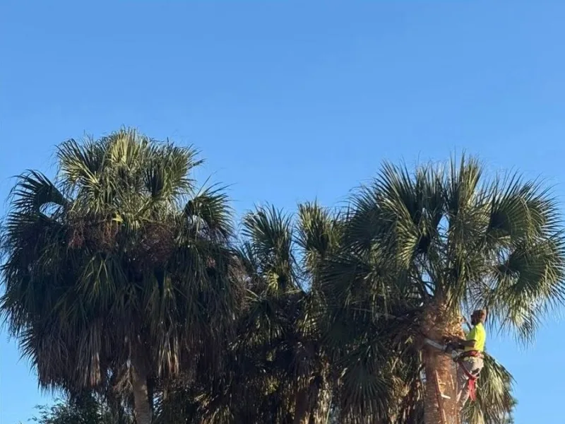 Cabbage palms heavy with dead fronds, with a climber working from a ladder in the crown.