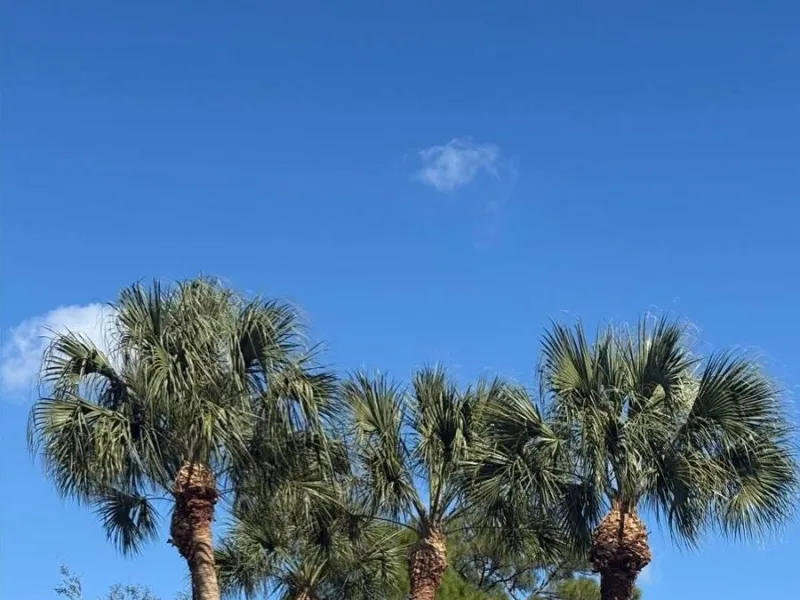 The same palms trimmed back to clean green crowns.