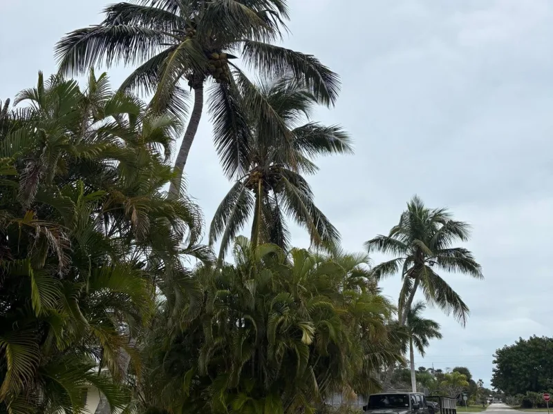 Palms along a street carrying dead, hanging fronds and old seed pods.