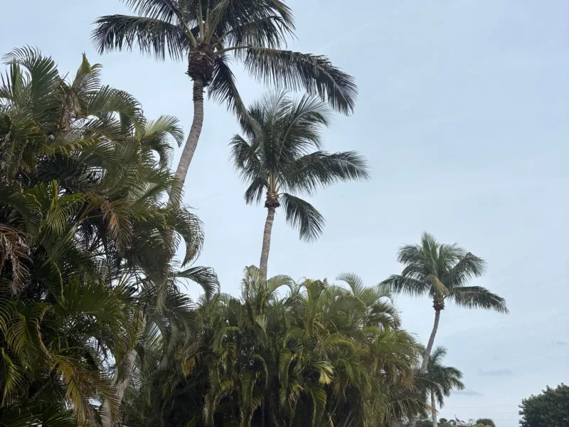 The same palms with the dead fronds cleared and the crowns opened up.