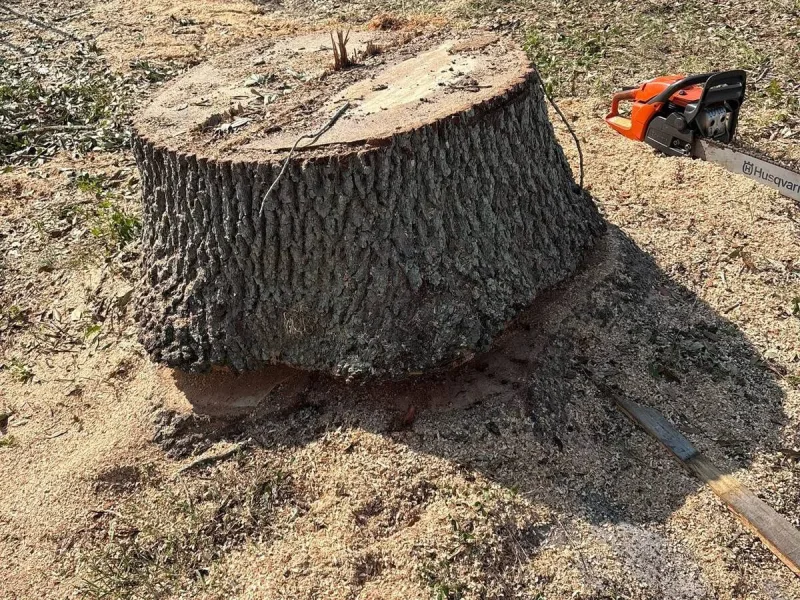 A large hardwood stump cut low, ringed with fresh sawdust, with a chainsaw resting beside it.