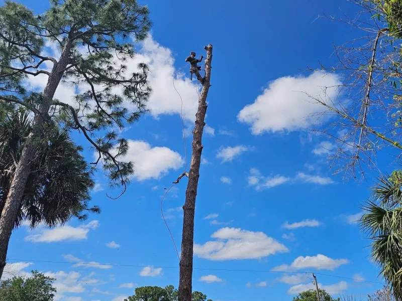A climber near the top of a tall pine stripped to a bare spar, taking it down in sections.