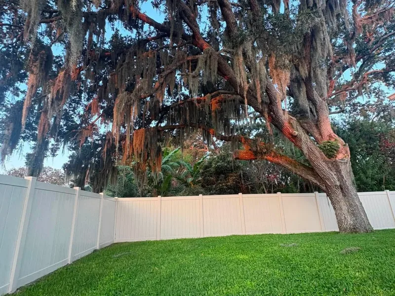 Rigging ropes run through the limbs of a moss-draped live oak leaning over a back-yard fence.