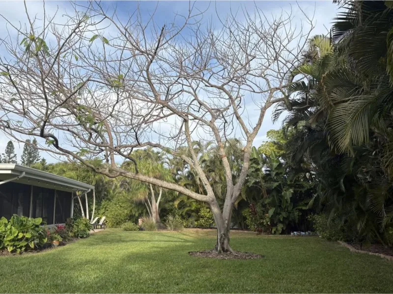 A leafless dead tree standing in the middle of a mown back lawn.