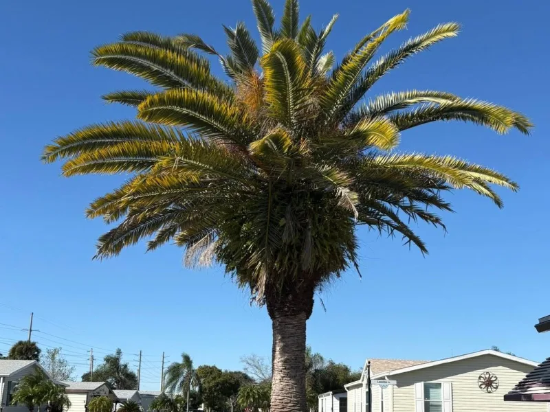 A date palm with old fronds hanging down over its trunk in a front yard.