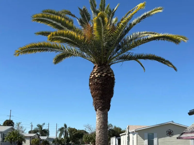 The same date palm trimmed back to a clean crown, with the trunk cut neat.