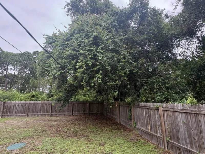 A large overgrown tree spilling over the wooden privacy fence at the back of a yard.