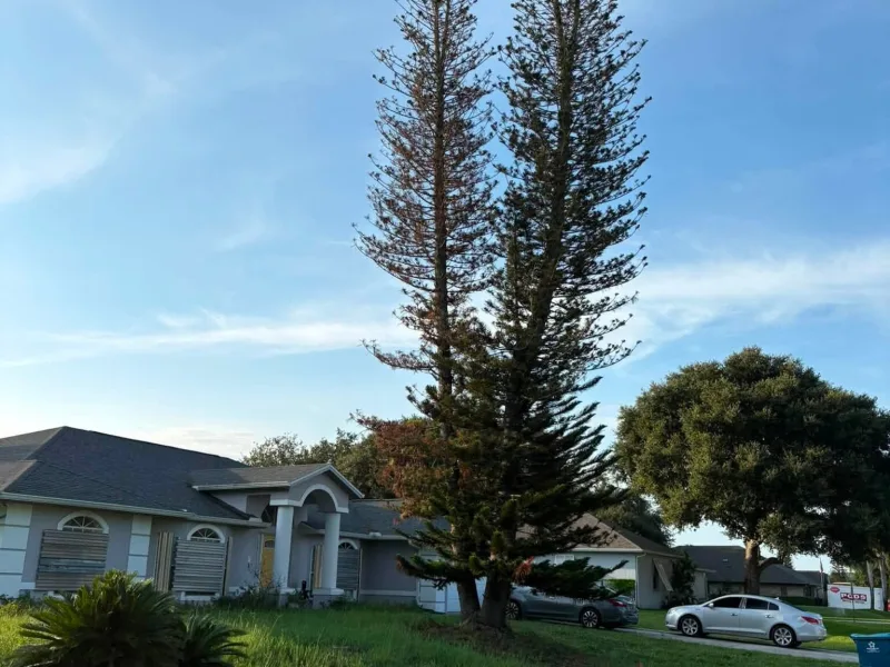 A tall pine with brown, dying foliage standing in the front yard of a two-story house.